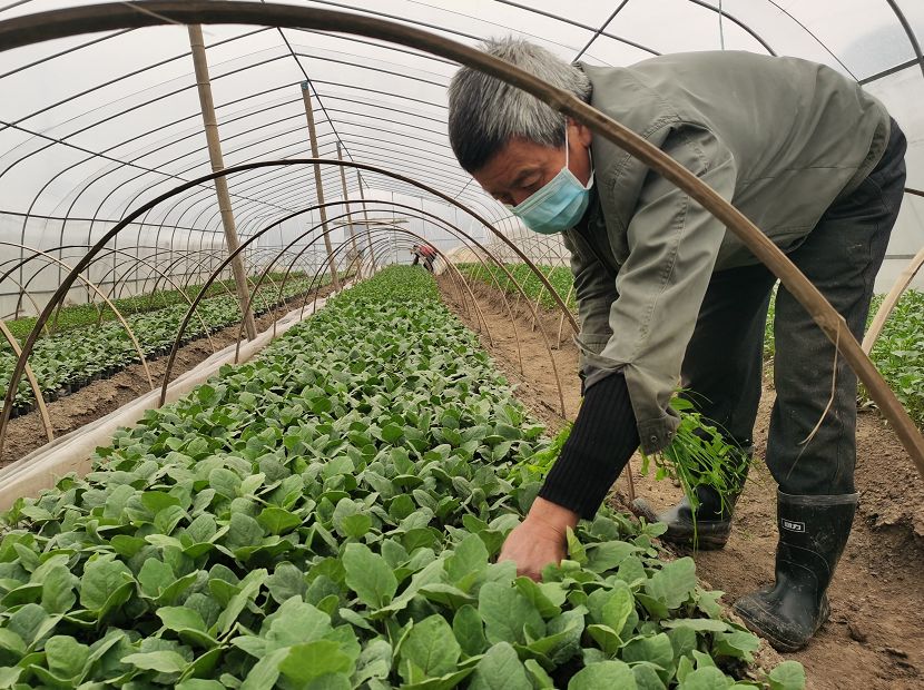 疫情村民规约／疫情村民规约内容