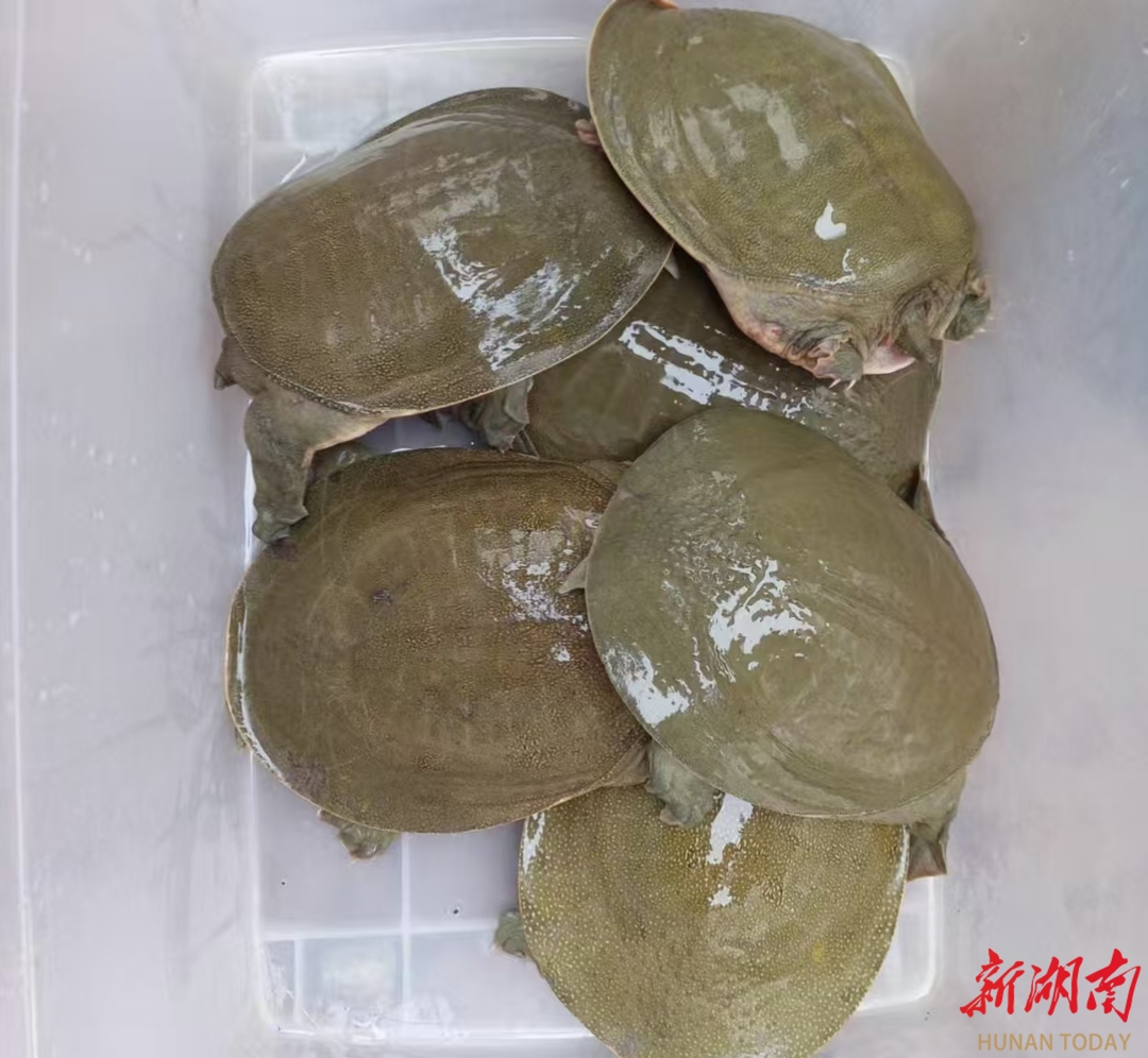 疫情甲鱼销售(甲鱼疫情期间可以吃吗)-第3张图片