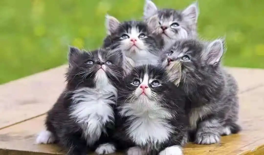 分析必看“hacker猫德州辅助插件是真的吗	”了解开挂过程-第2张图片