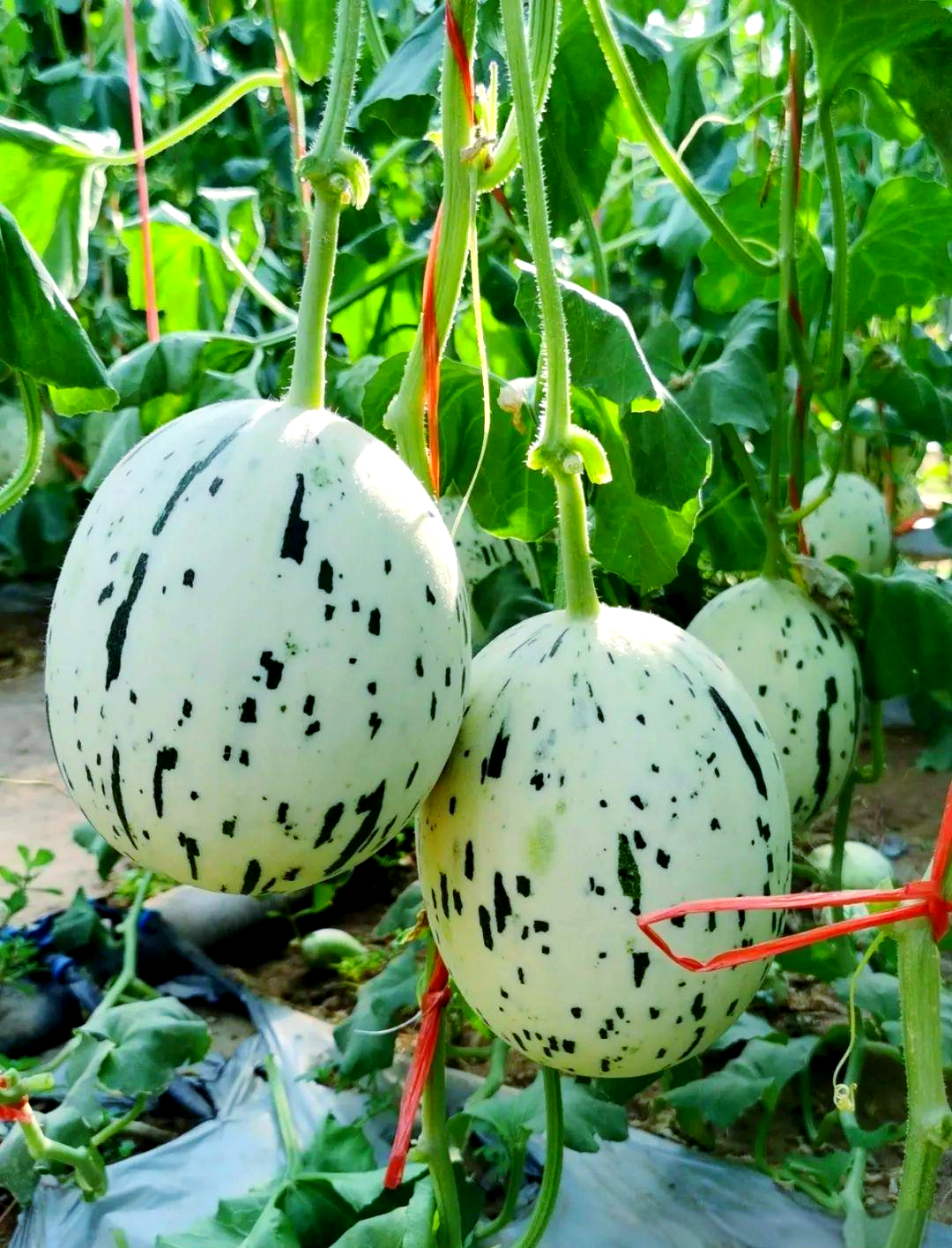 盘点一款“蜜瓜大厅可以开挂吗”实际有挂
