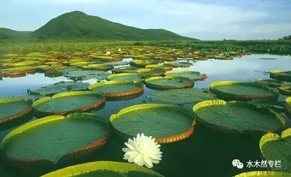 水木然疫情/水木然最新文章2020年-第2张图片