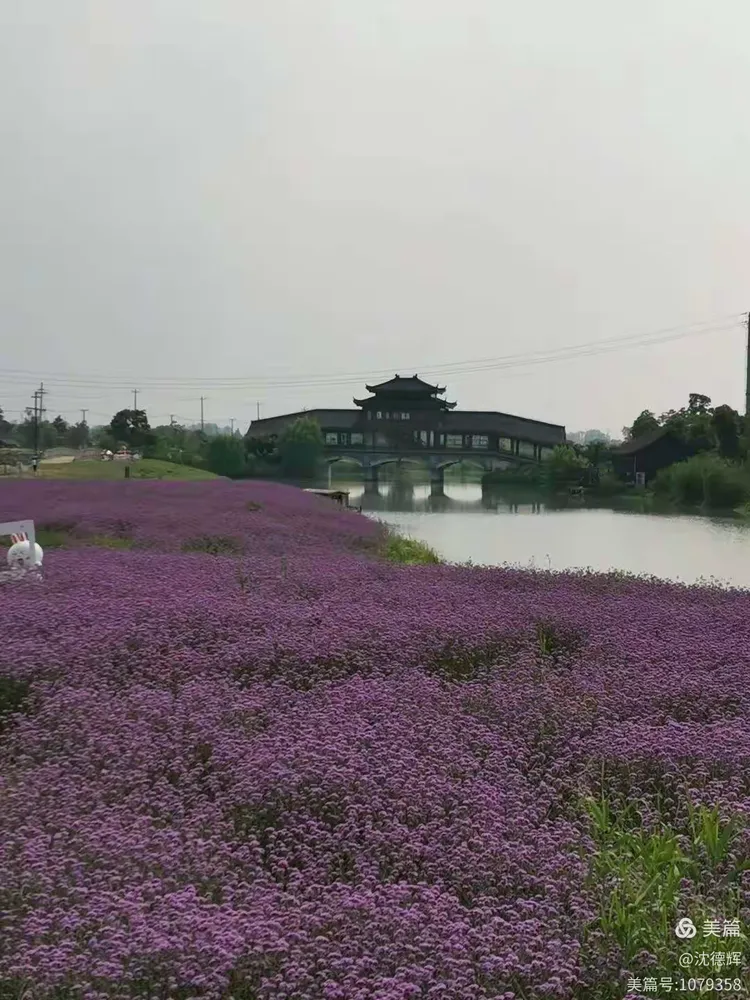 【探花疫情,探花楼信息】-第1张图片