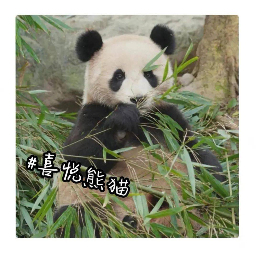 辅助神器“熊猫麻将有没有挂在卖”开挂(透视)最新辅助详细-第1张图片