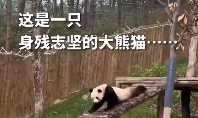 教程开挂辅助“手机熊猫麻将有挂吗”详细透视辅助教程-第2张图片