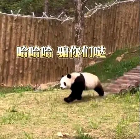 教程开挂辅助“手机熊猫麻将有挂吗	”详细透视辅助教程-第3张图片