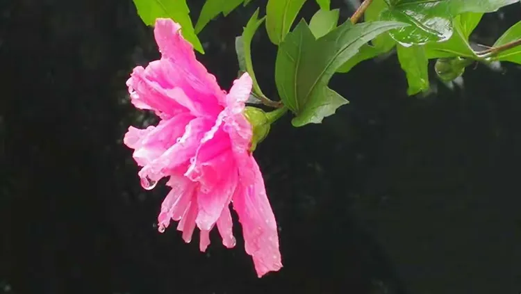 真实辅助“随意玩拼三张透视视频”(曝光透视必备猫腻)
