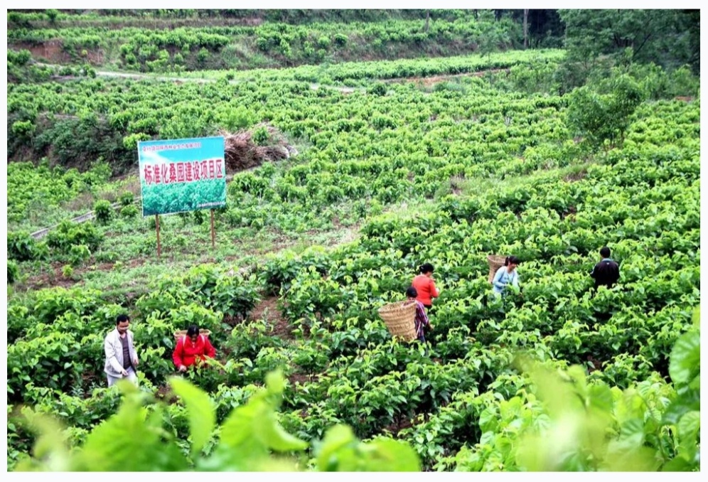 重磅来袭“微乐陕西麻将有挂吗”开挂辅助脚本+详细开挂-第3张图片