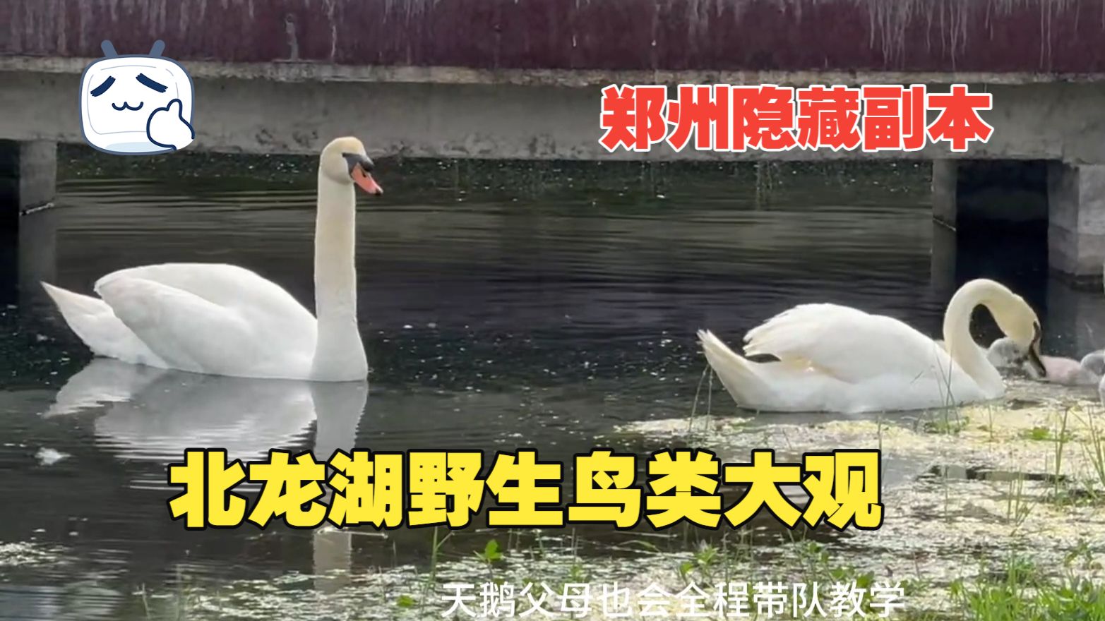 山西现野生天鹅禽流感疫情/山西现野生天鹅禽流感疫情如何-第2张图片