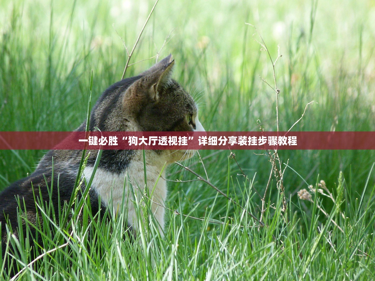 一键必胜“狗大厅透视挂”详细分享装挂步骤教程