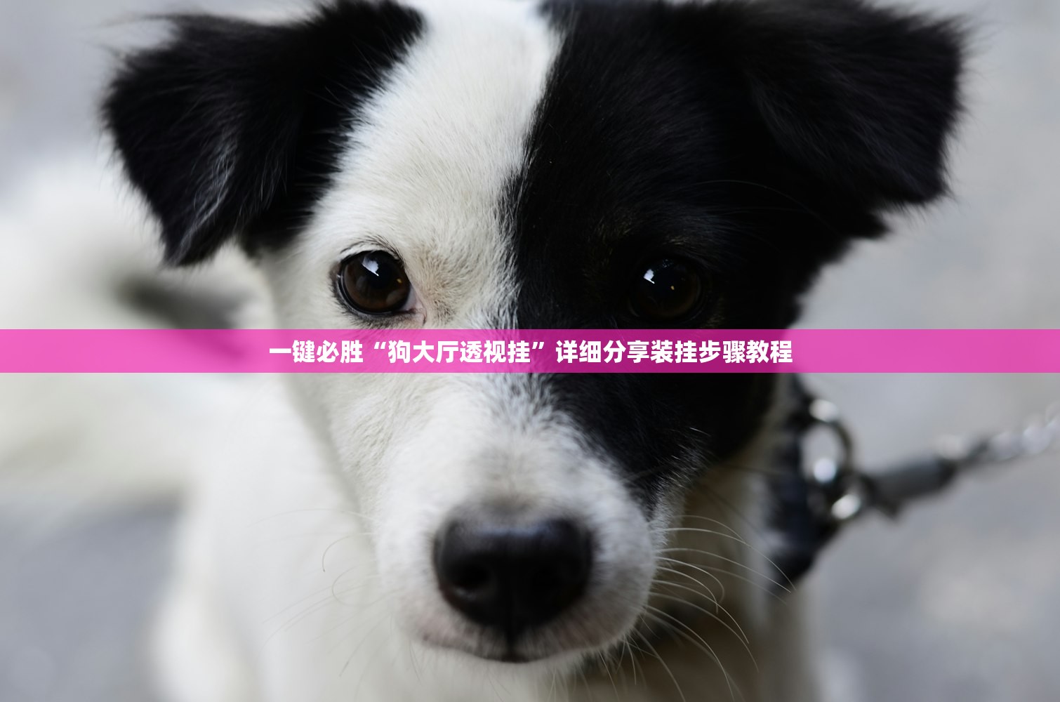 一键必胜“狗大厅透视挂”详细分享装挂步骤教程